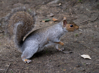 Grey Squirrel in search of food.