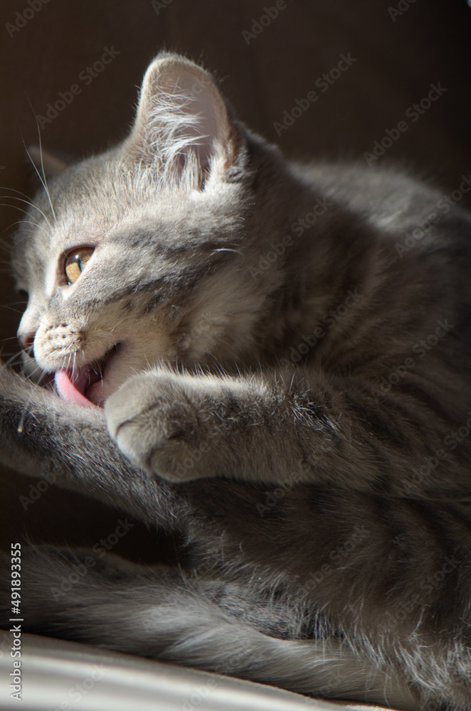 Wall mural cute kitten poses indoor