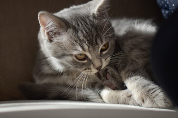 Fototapeta premium Cute kitten poses indoor in natural window light