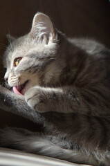 Naklejka na ściany i meble Cute kitten poses indoor