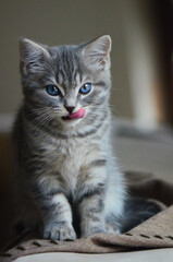 Cute kitten poses indoor