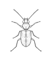 Ground beetle. Vector illustration in graphic style isolated on white background.