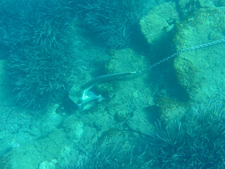 UNDERWATER. Anchor at the bottom of the sea off the coast of the KASTOS island, Lefkada Regional unit, Ionian Islands, Greece.