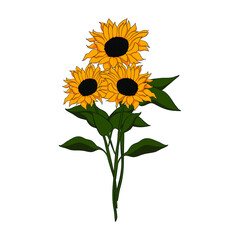 vector illustration sunflower isolated on white background