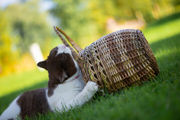 British Shorthair is gnaw wicker basket on a background of green grass