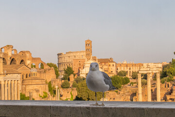 Fototapeta na wymiar seagull view of the roman forum