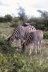 Zebra in Africa