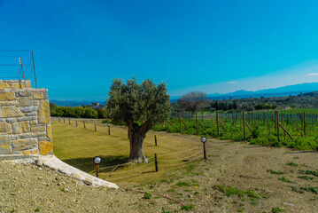 Fototapeta na wymiar DATCA, MUGLA, TURKEY: The antique Knidos vineyard of Datca.