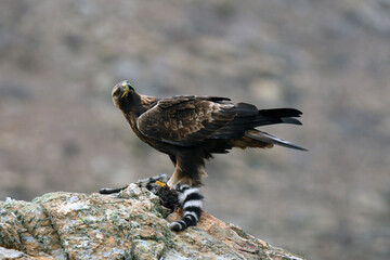 Golden eagle on the mountain. Avila.Spain.