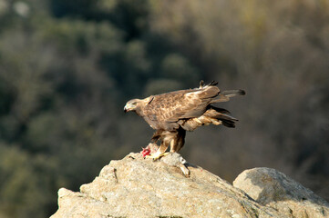 Golden eagle on the mountain. Avila.Spain.