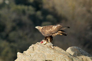 Golden eagle on the mountain. Avila.Spain.