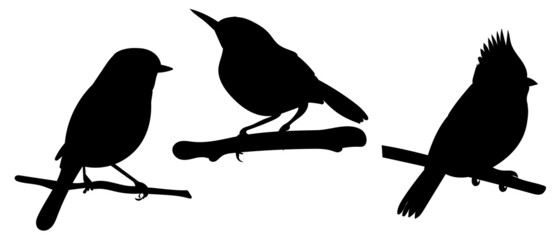 birds on a branch black silhouette, isolated vector