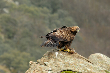 Golden eagle on the mountain. Avila.Spain.