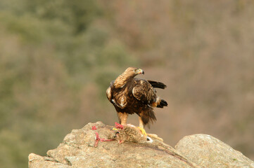 Golden eagle on the mountain. Avila.Spain.