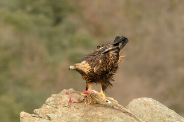 Golden eagle on the mountain. Avila.Spain.