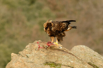 Golden eagle on the mountain. Avila.Spain.