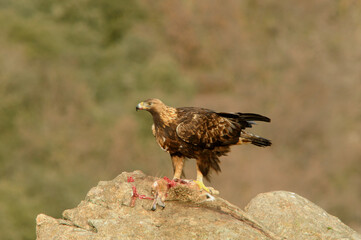 Golden eagle on the mountain. Avila.Spain.