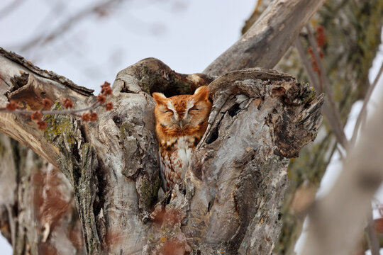 Red-headed Eastern Screech Owl in tree