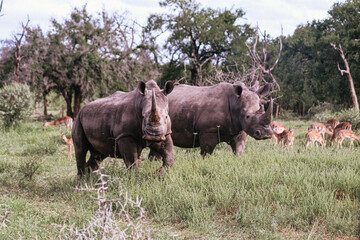 Fototapeta premium white rhino and calf