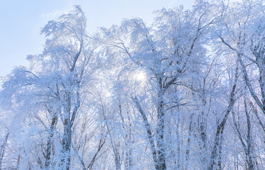 Trees covered with frost in the forest after a strong wind