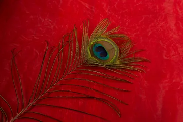 Abwaschbare Fototapete peacock feather on a  red background © Vahagn