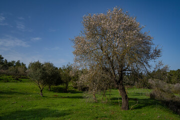An Old Almond Tree in Bloom