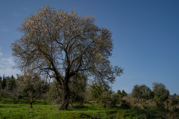 Fototapeta na wymiar An Old Almond Tree in Bloom
