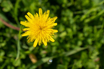 A Dandelion Flower