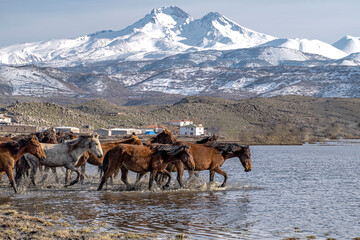 Yilki horses are running on the river. Yilki horses in Hormetci villiage in Kayseri Turkey .They...