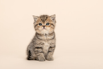Cute sitting golden tabby purebred british shorthair baby cat , looking at the camera on a creme...