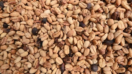 Drying granule coffee granule during coffee cultivation technology