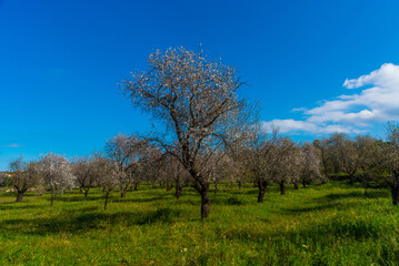 Fototapeta na wymiar DATCA, TURKEY: Beautiful spring landscape with a view of the flowering almond tree in Eski Datca.
