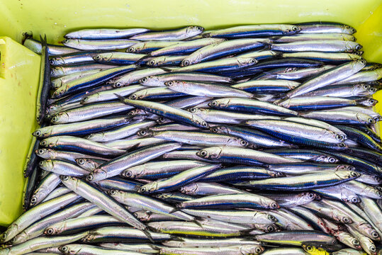 freshly caught anchovies for sale