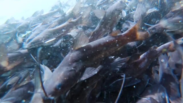 Tropical underwater sea fish at Gomati river of Dwarka, Gujarat, India. Marine life sea world. Tropical colourful underwater seascape. Slow motion shot school of fish on the blue background of the sea