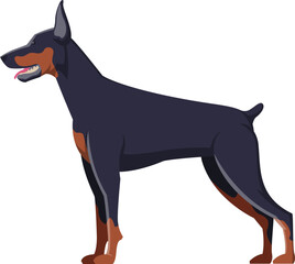 Dobermann as Purebred Dog and Domestic Pet Animal in Standing Pose Side View