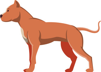 Pit Bull as Purebred Dog and Domestic Pet Animal in Standing Pose Side View