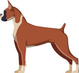Boxer as Purebred Dog and Domestic Pet Animal in Standing Pose Side View