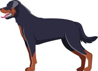 Rottweiler as Purebred Dog and Domestic Pet Animal in Standing Pose Side View - obrazy, fototapety, plakaty