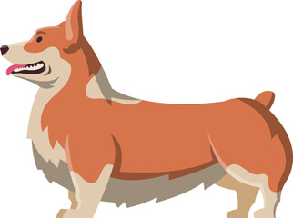 Welsh Corgi as Purebred Dog and Domestic Pet Animal in Standing Pose Side View