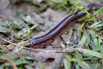 Millipedes on the ground in the fertile forest