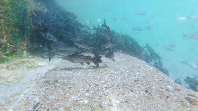 Tropical underwater sea fish at Gomati river of Dwarka, Gujarat, India. Marine life sea world. Tropical colourful underwater seascape. Slow motion shot school of fish on the blue background of the sea