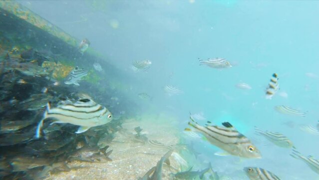 Tropical underwater sea fish at gomati river of Dwarka, Gujarat, India. Marine life sea world. Tropical colourful underwater seascape. Slow motion shot school of fish on the blue background of the sea