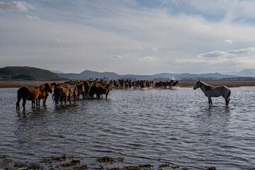 Fototapeta na wymiar Yilki horses are running on the river. Yilki horses in Hormetci villiage in Kayseri Turkey .They are wild horses with no owners