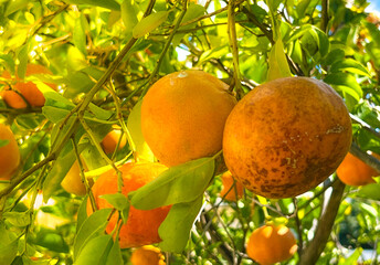 photo of orange on tree branch zoomed in. Macro shot. Vitamin C concept