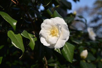 Camélia blanc en hiver au jardin