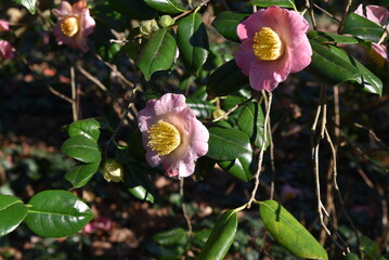 Camélia rose au jardin en hiver