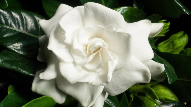White Flower Opening Time Lapse with Rotating Effect. Gardenia Jasminoides or Cape Jasmine Flower Blooming on Green Leaves Background in Timelapse