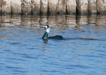 Great Cormorant in Dutch canal.