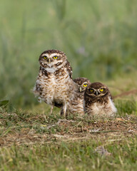 A mother owl taking care of a pair of chicks