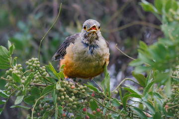 A thrush perched on the top of a tree eating small red fruits